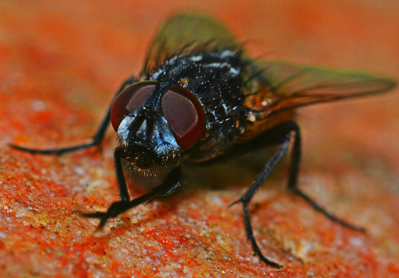 junge Fliege auf rotem Granitstein