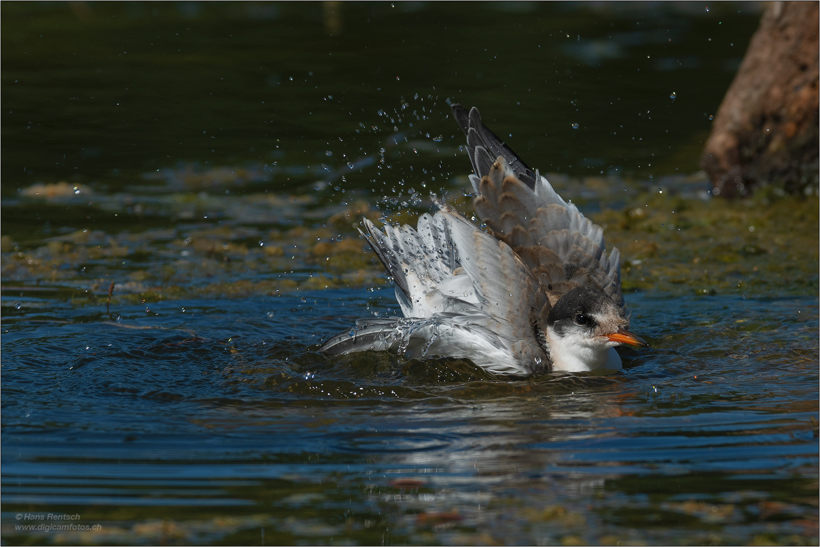 Junge Flussseeschwalbe am baden...