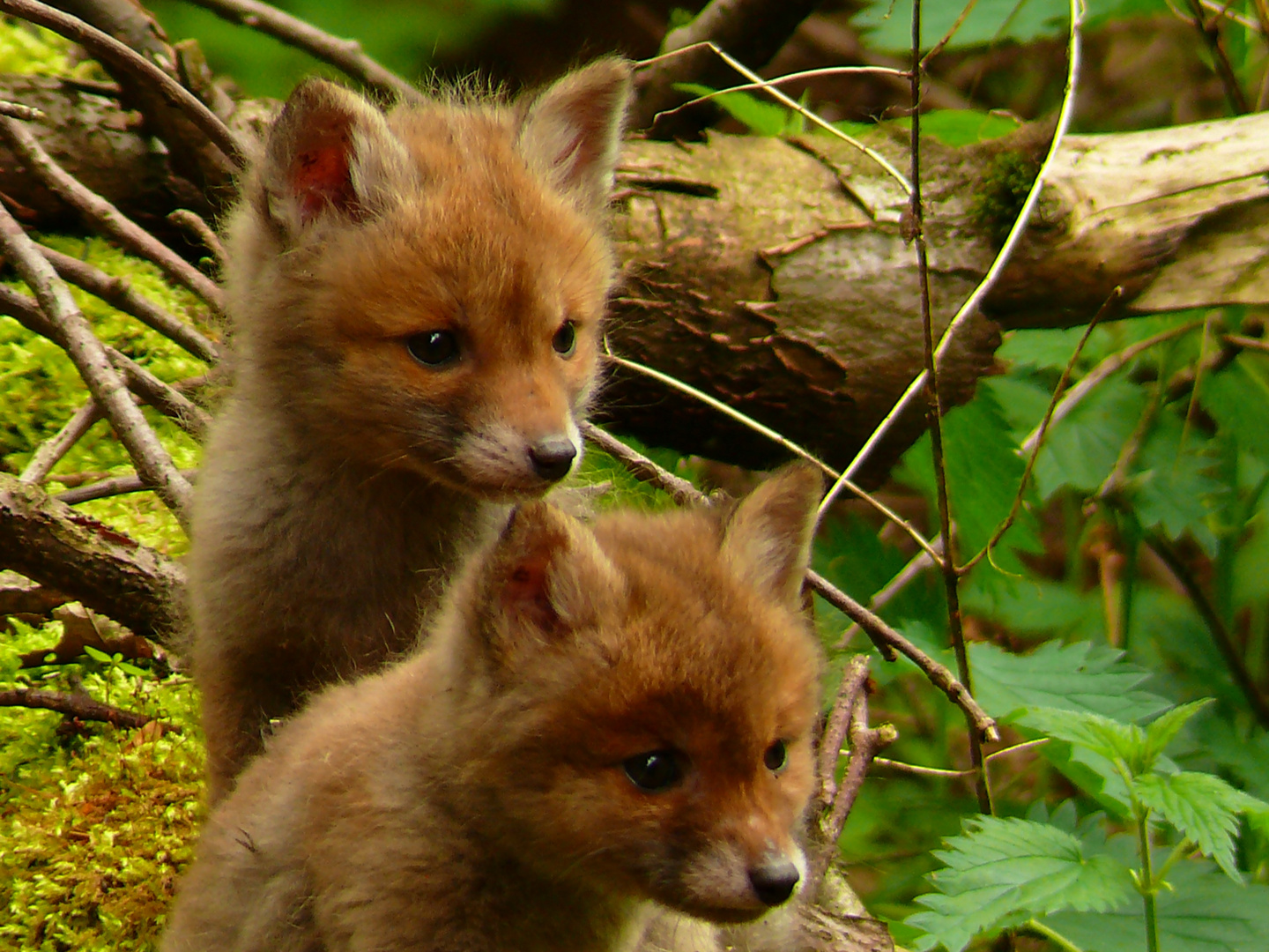 Junge Fuchse - Harz
