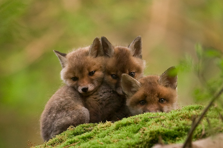 Junge Füchse Foto &amp; Bild tiere, wildlife, säugetiere Bilder auf