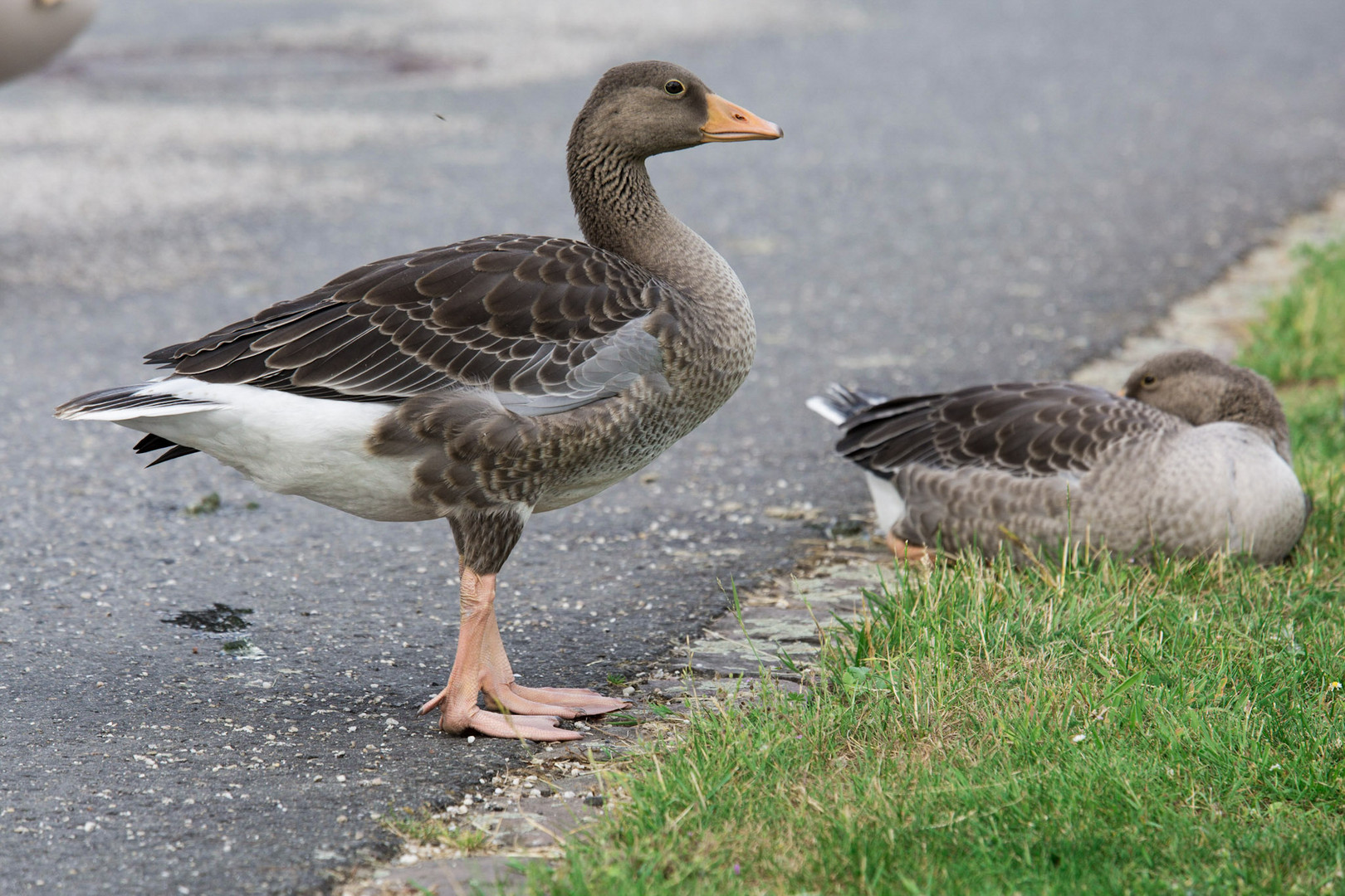 junge Gänse in Nordkirchen