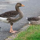 junge Gänse in Nordkirchen