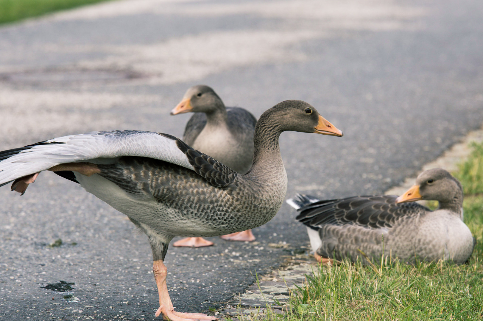 junge Gänse in Nordkirchen (beim Yoga?)