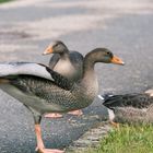 junge Gänse in Nordkirchen (beim Yoga?)