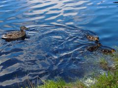 Junge Gänsefamilie im Fichtelsee