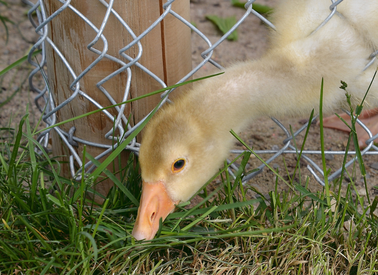 junge Gans auf Futtersuche