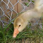 junge Gans auf Futtersuche