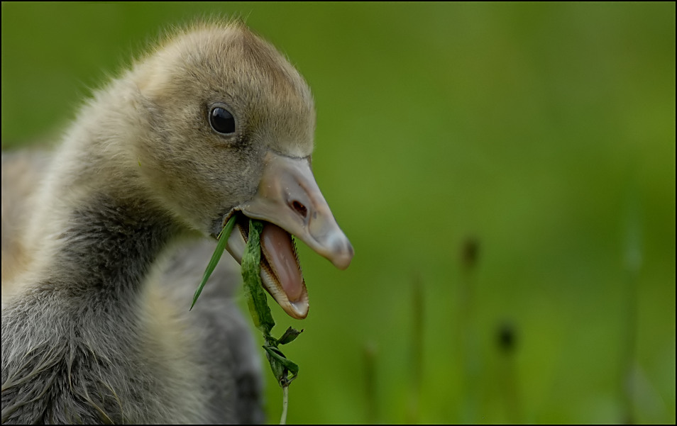 Junge Gans