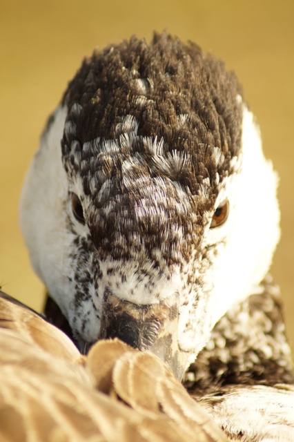 Junge Gans