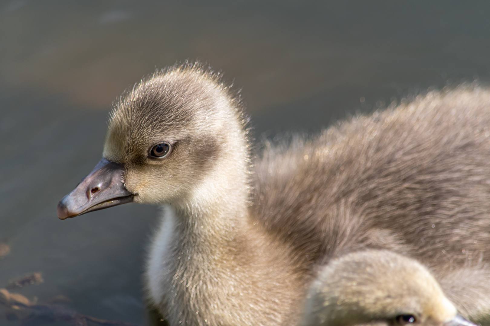 Junge Gans 