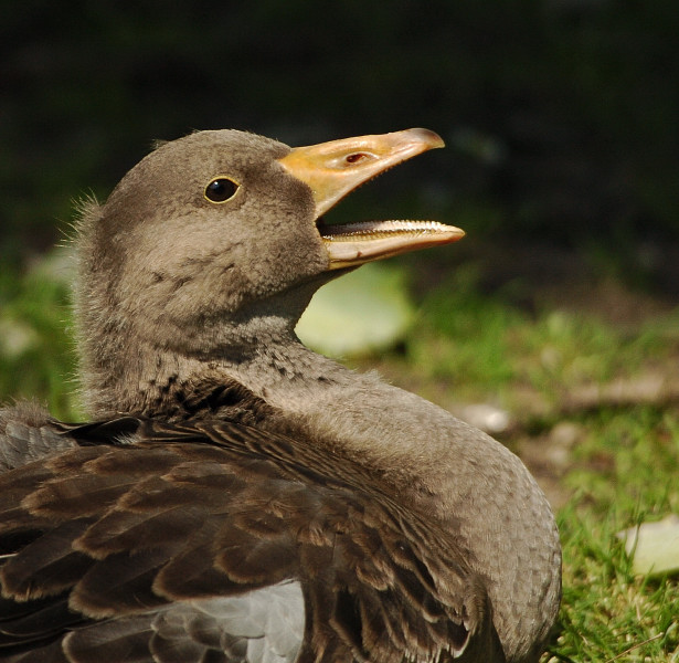 Junge Gans mit Sigma OS