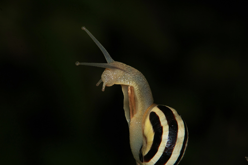 Junge Garten-Bänderschnecke