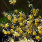 junge Garten-Kreuzspinnen