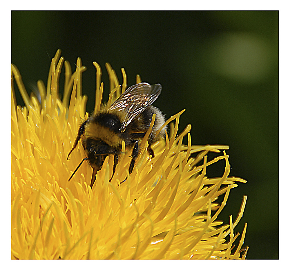 Junge Gartenhummel