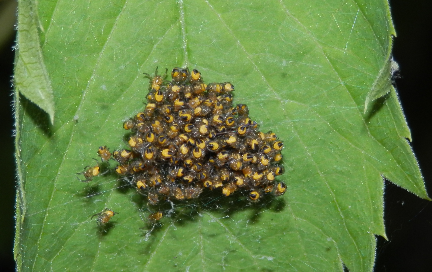 Junge Gartenkreuzspinnen (Araneus diadematus) Winzlinge in Schwarz