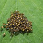 Junge Gartenkreuzspinnen (Araneus diadematus) - Winzlinge in Schwarz und Gelb