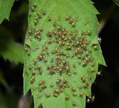 Junge Gartenkreuzspinnen (Araneus diadematus) - Winzlinge in Schwarz und Gelb