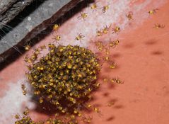 Junge Gartenkreuzspinnen (Aranus diadematus)