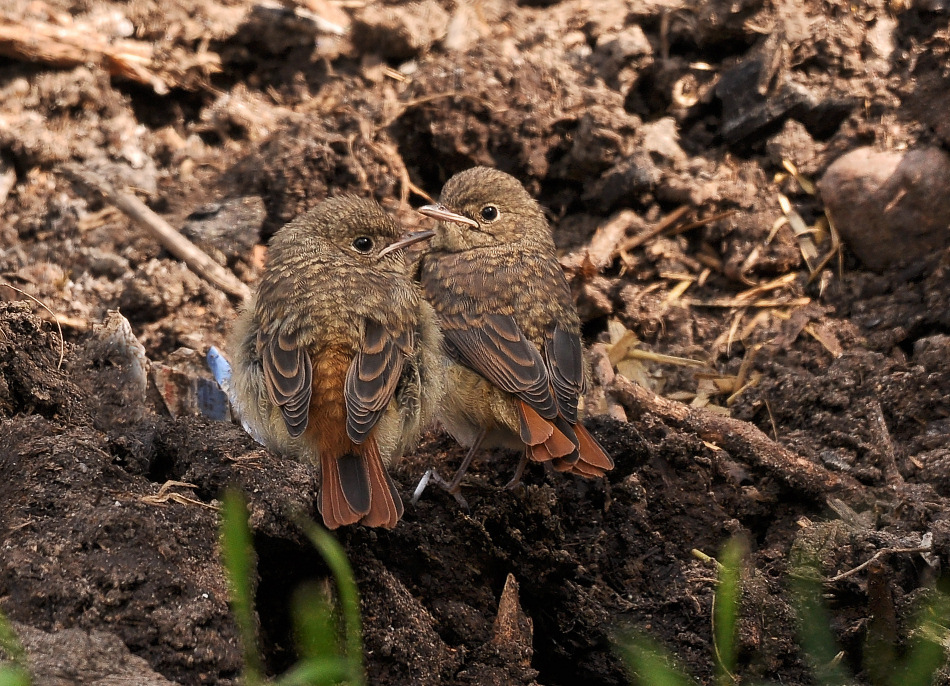 Junge Gartenrotschwänzchen