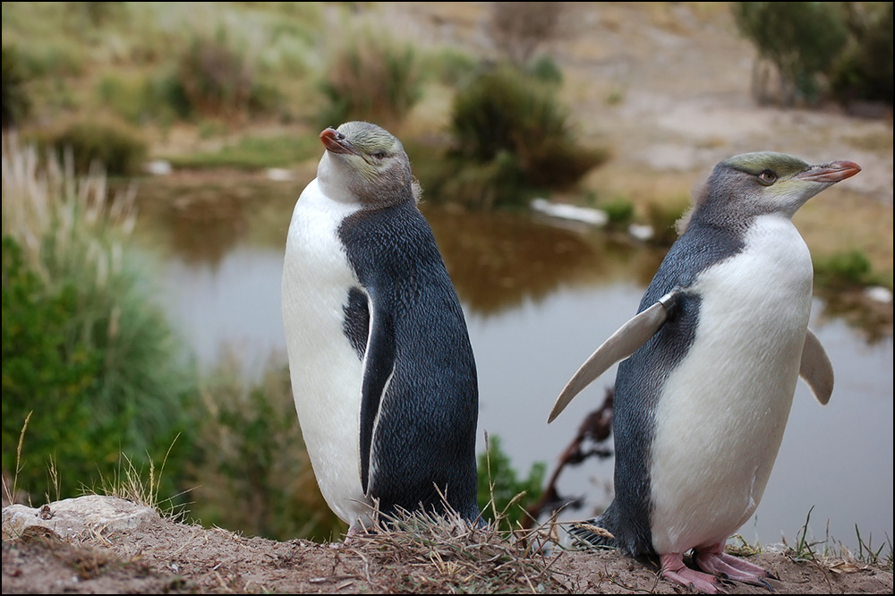 junge Gelbaugenpinguine