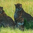 Junge Geparden im Okavango Delta