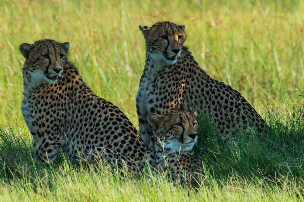 Junge Geparden im Okavango Delta