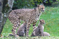 Junge Geparden mit ihrer Mutti