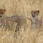 Junge Geparden trainieren die Jagd