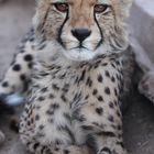 Junge Gepardin Harnas Farm Namibia