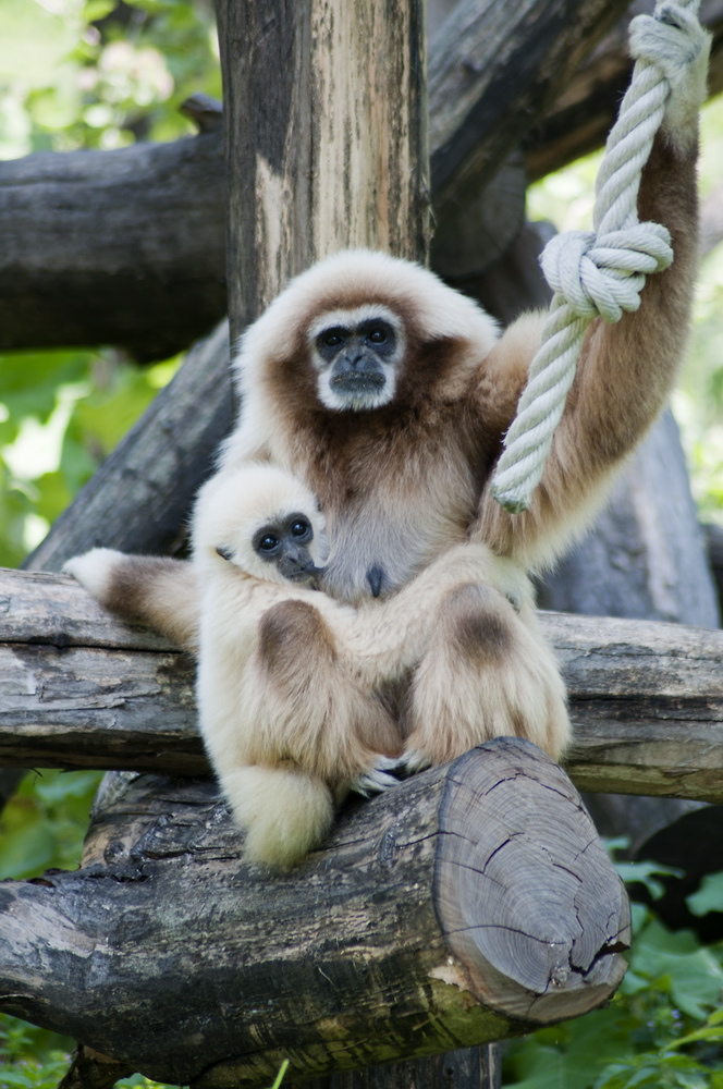 junge Gibbon Familie