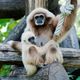 junge Gibbon Familie