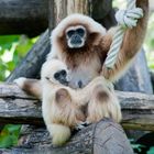 junge Gibbon Familie