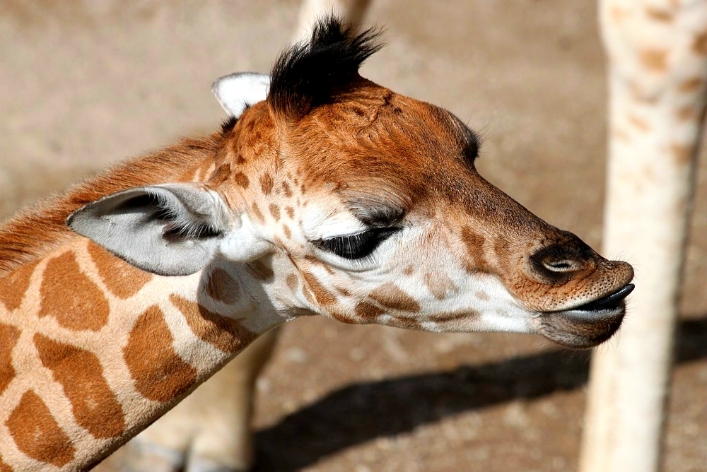 Junge Giraffe