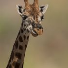 Junge Giraffe