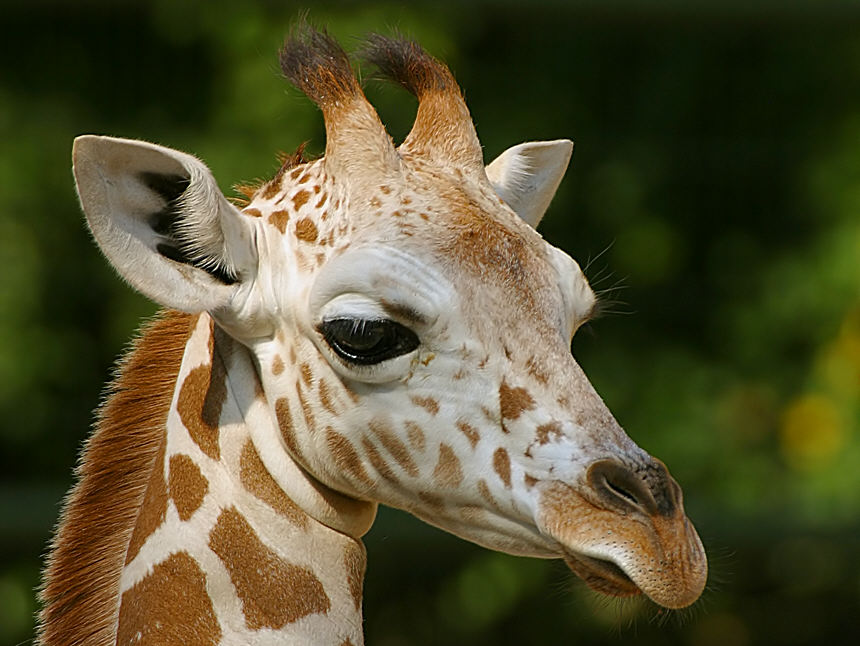 Junge Giraffe