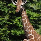 Junge Giraffe