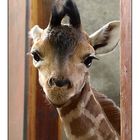 Junge Giraffe