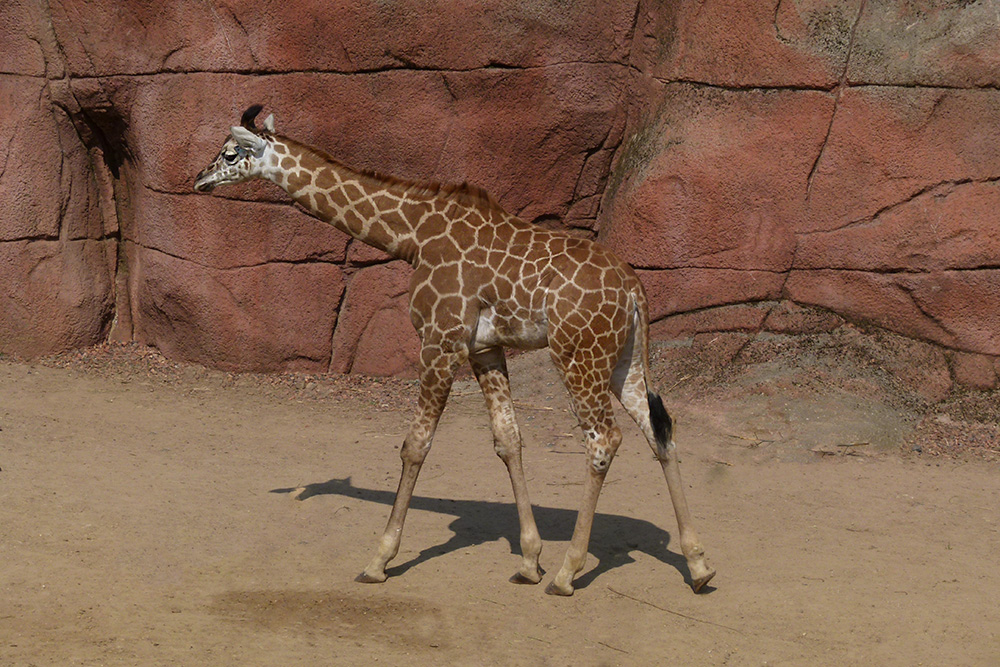 Junge Giraffe im Gaia-Park NL
