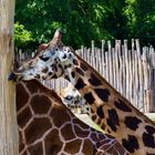 junge Giraffe im Leipziger Zoo