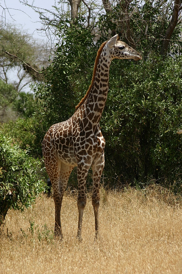 junge Giraffe im Tsavo East in Kenia