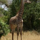 junge Giraffe im Tsavo East in Kenia