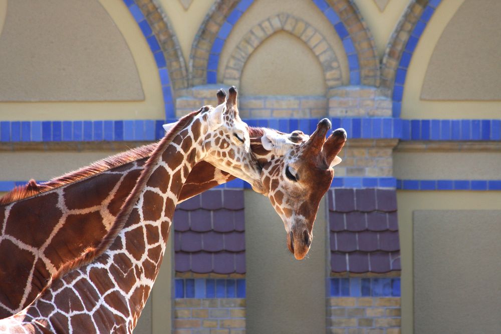 junge Giraffe mit Mutter