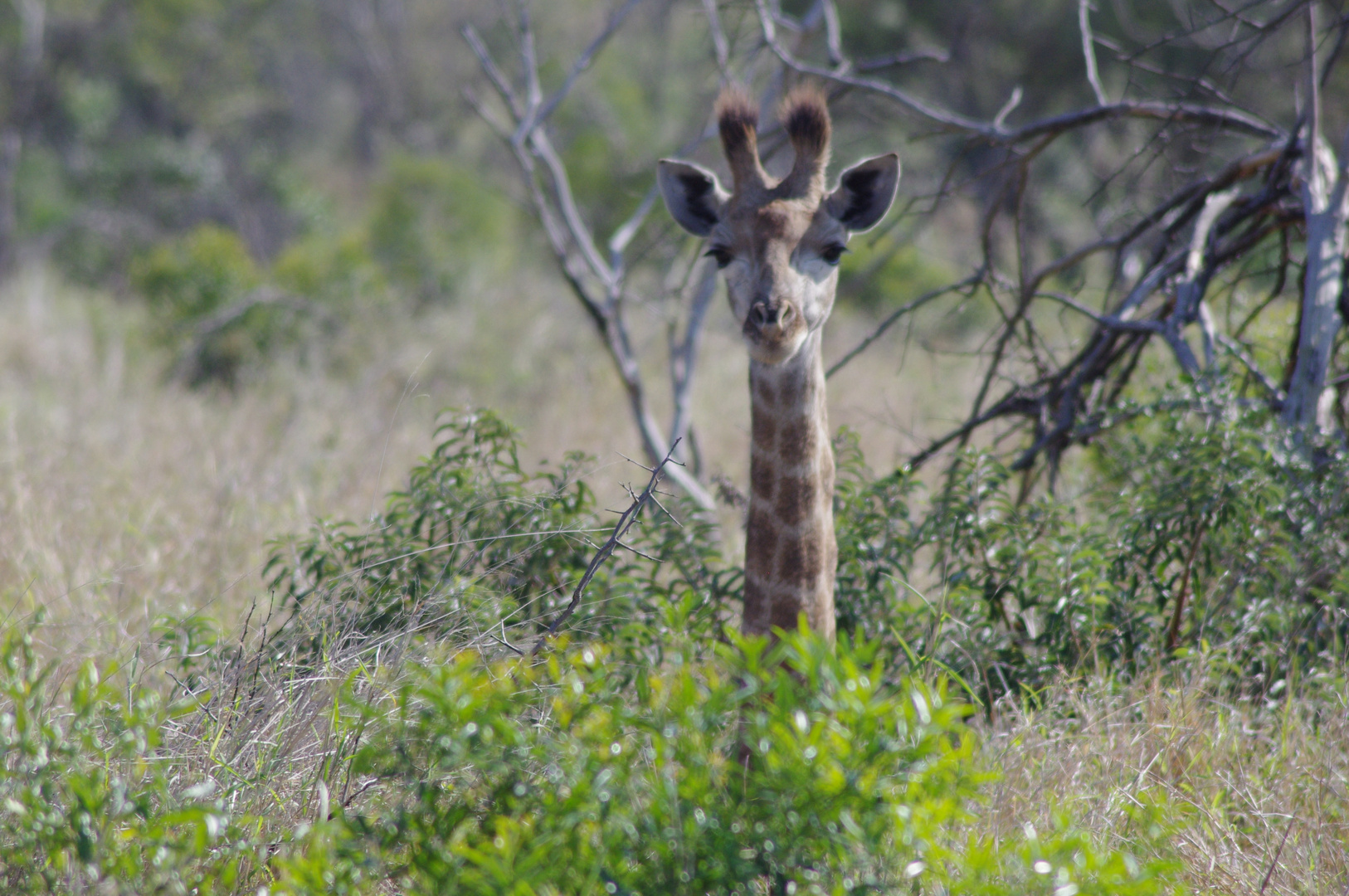 Junge Giraffe traut sich aus der Deckung, Thanda, Südafrika 2013