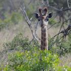 Junge Giraffe traut sich aus der Deckung, Thanda, Südafrika 2013