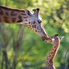 Junge Giraffe Zoo Basel