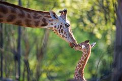 Junge Giraffe Zoo Basel