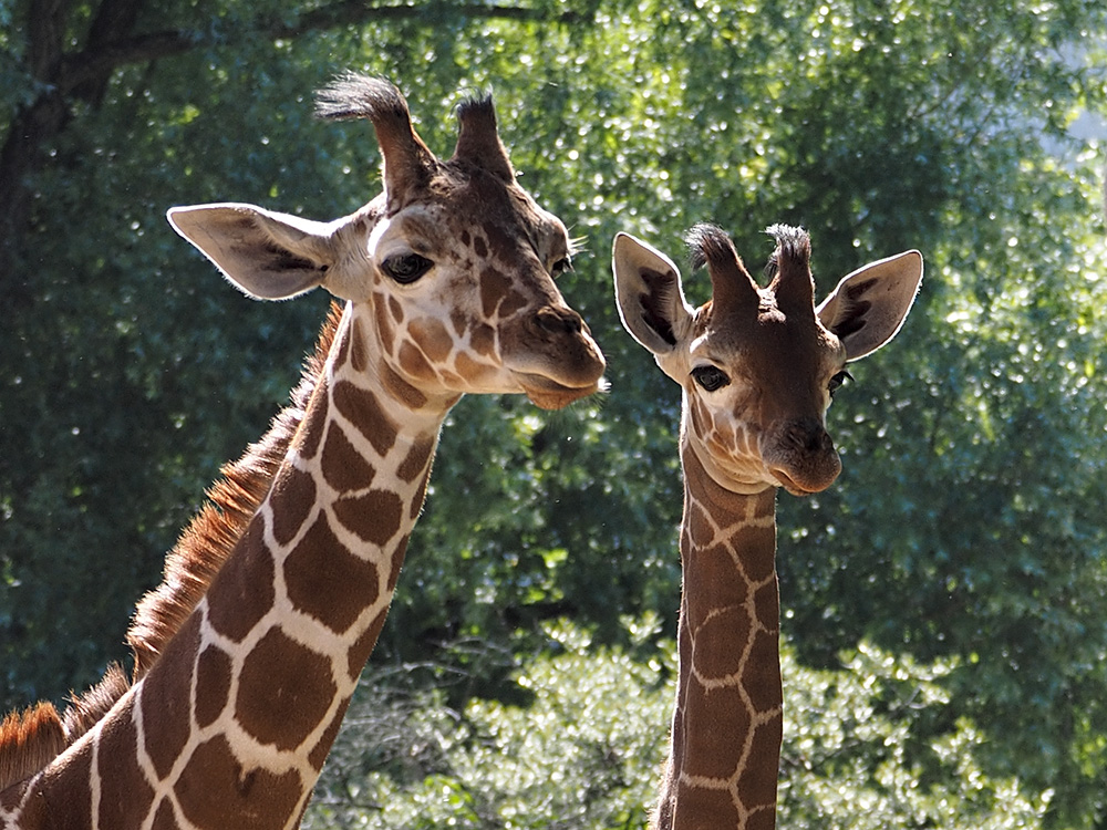 Junge Giraffen