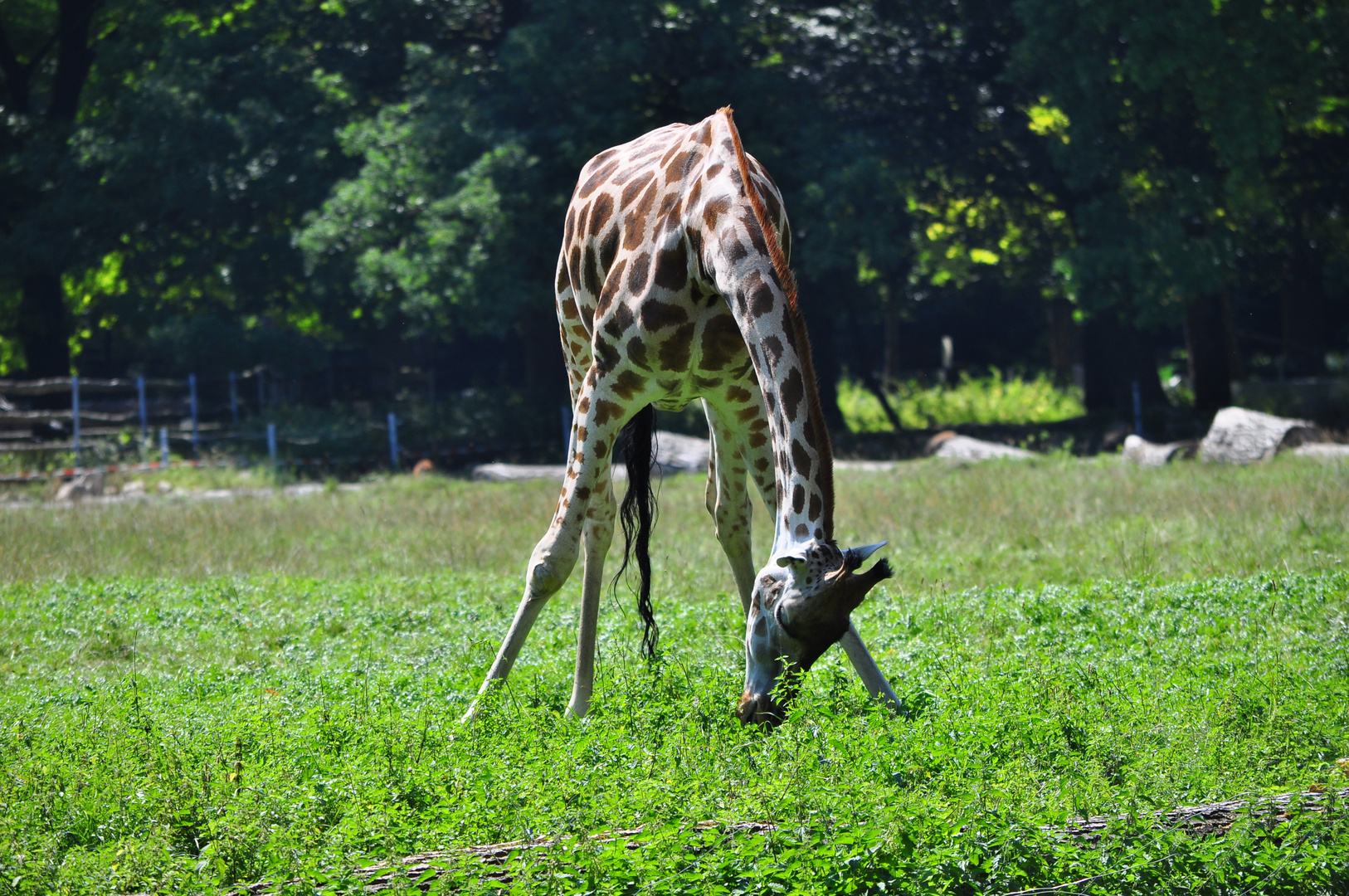 Junge Giraffen Dame beim Grasen