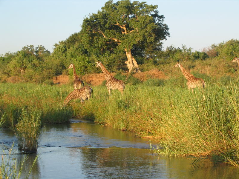 junge Giraffen im sunset