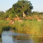 junge Giraffen im sunset